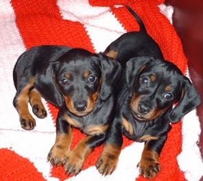 Sioux Falls Animal Shelter